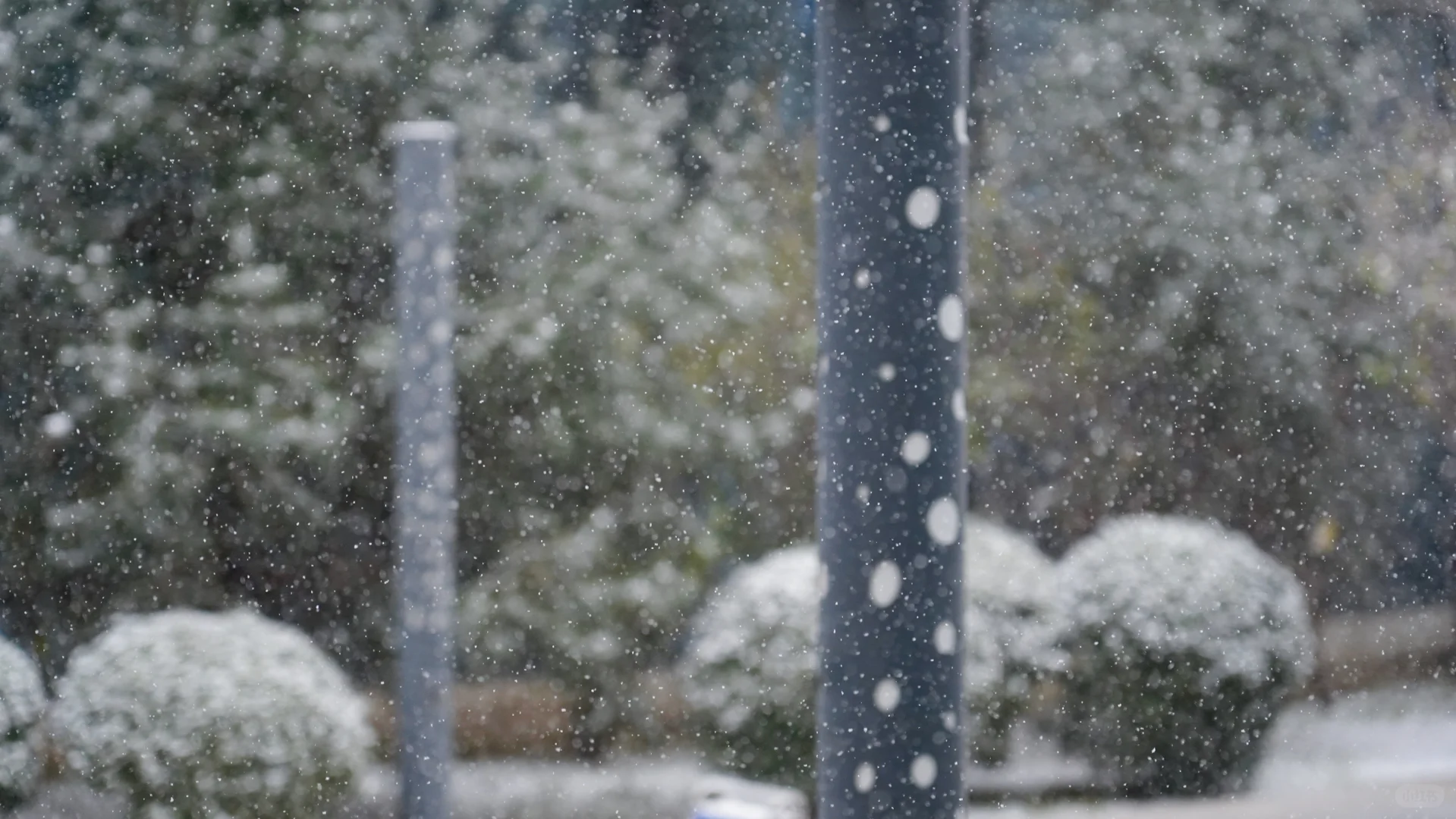 石家庄下雪啦，冬天的第一场雪🌨️