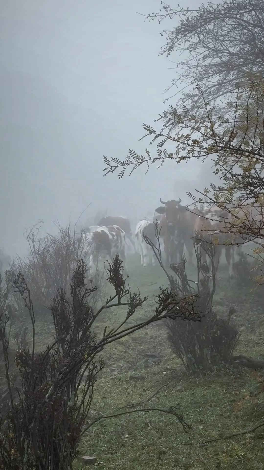 ⛰️邢台周边有自己的哀牢山...