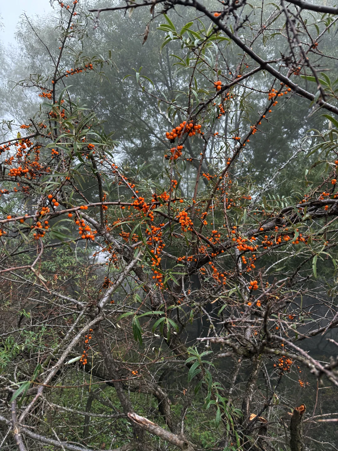 ⛰️邢台周边有自己的哀牢山...