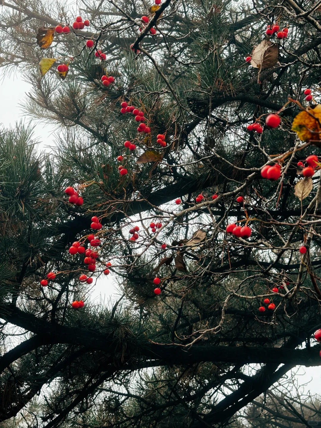 ⛰️邢台周边有自己的哀牢山...