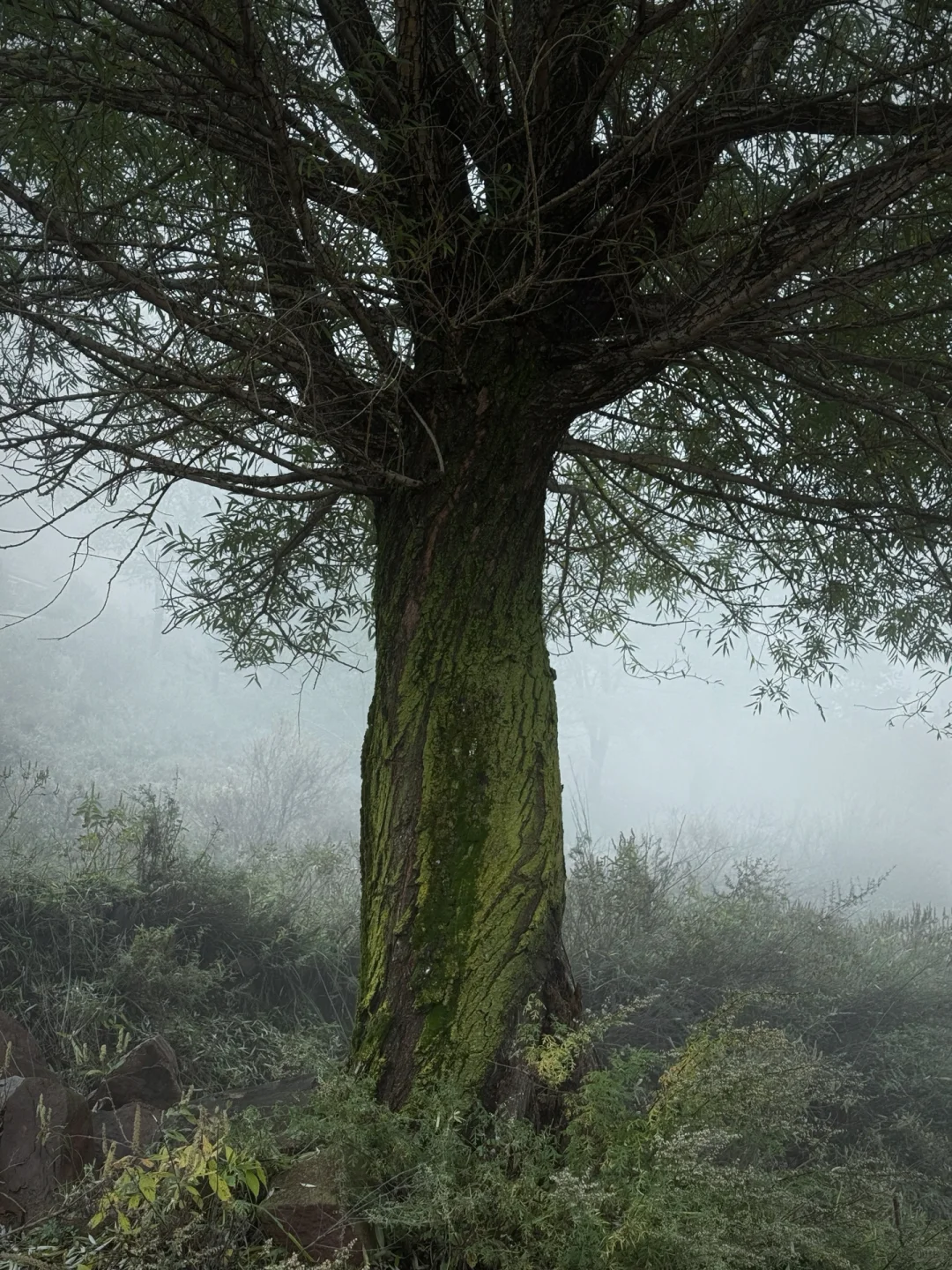 ⛰️邢台周边有自己的哀牢山...