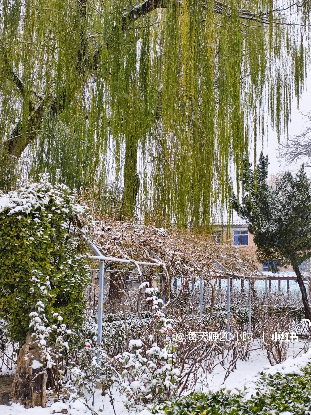 石家庄下雪啦❄️