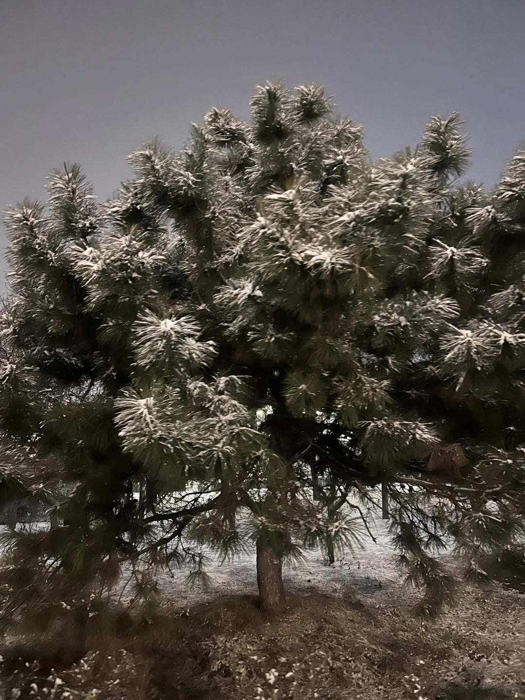 记录一下吧，第一场雪❄️