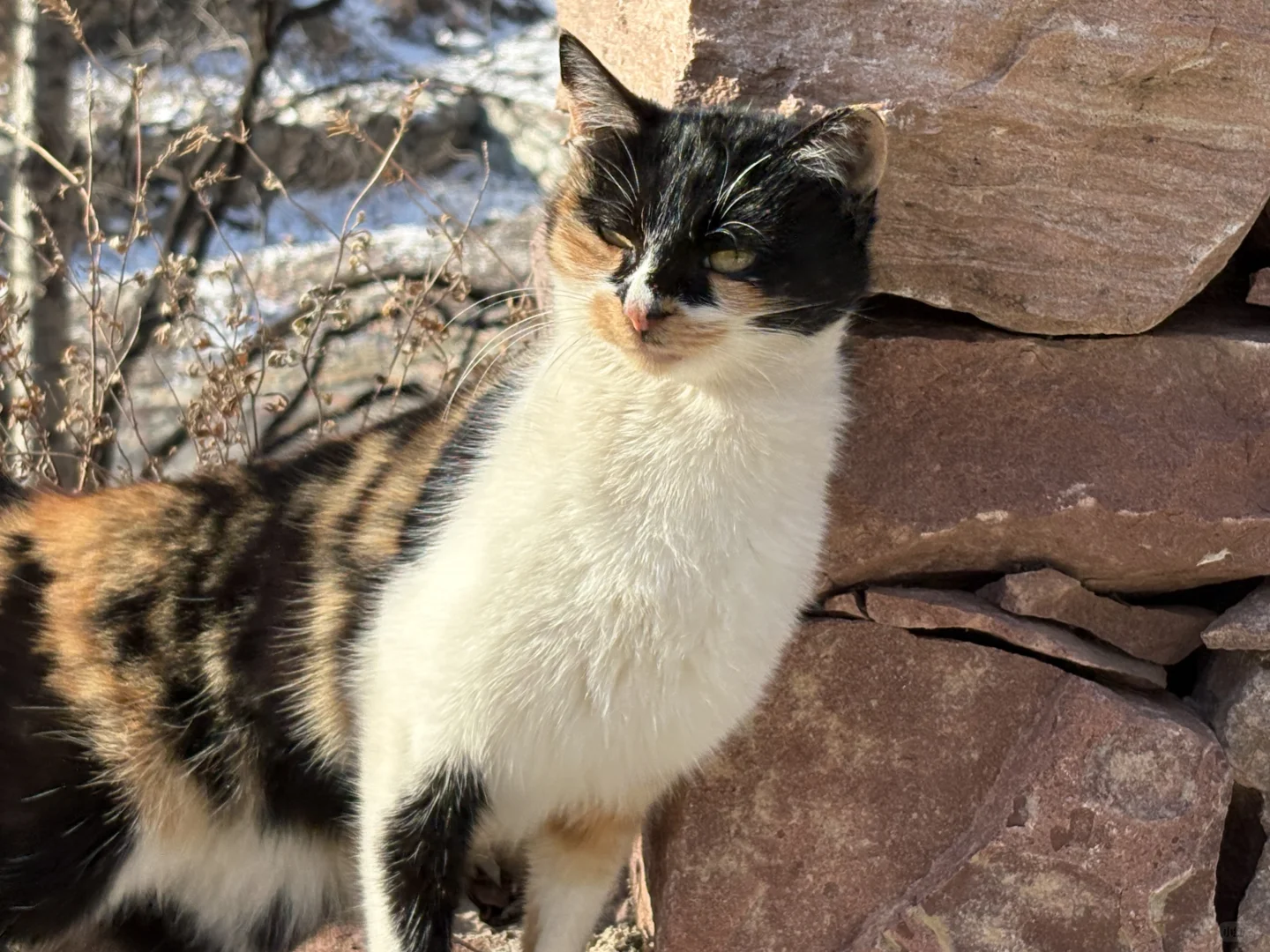 在石家庄 有猫有狗的民宿🐶🐱