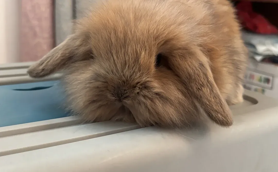 血统玳瑁垂耳1张，石家庄自提