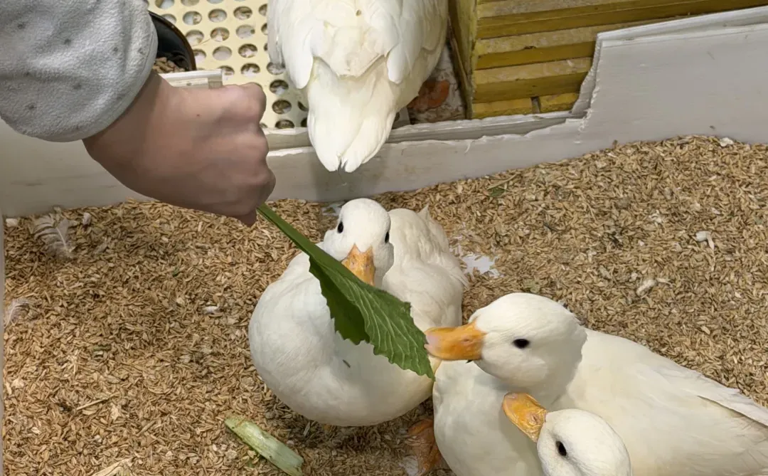 终于找到石家庄可以撸鸟的地方啦！