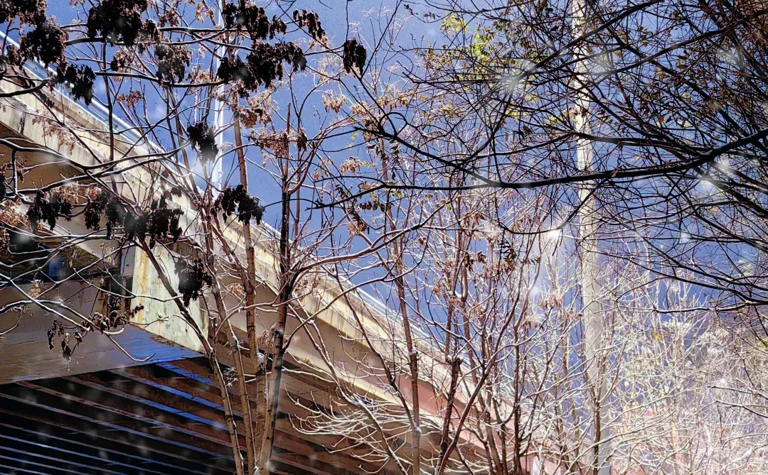 石家庄2025年末的雪