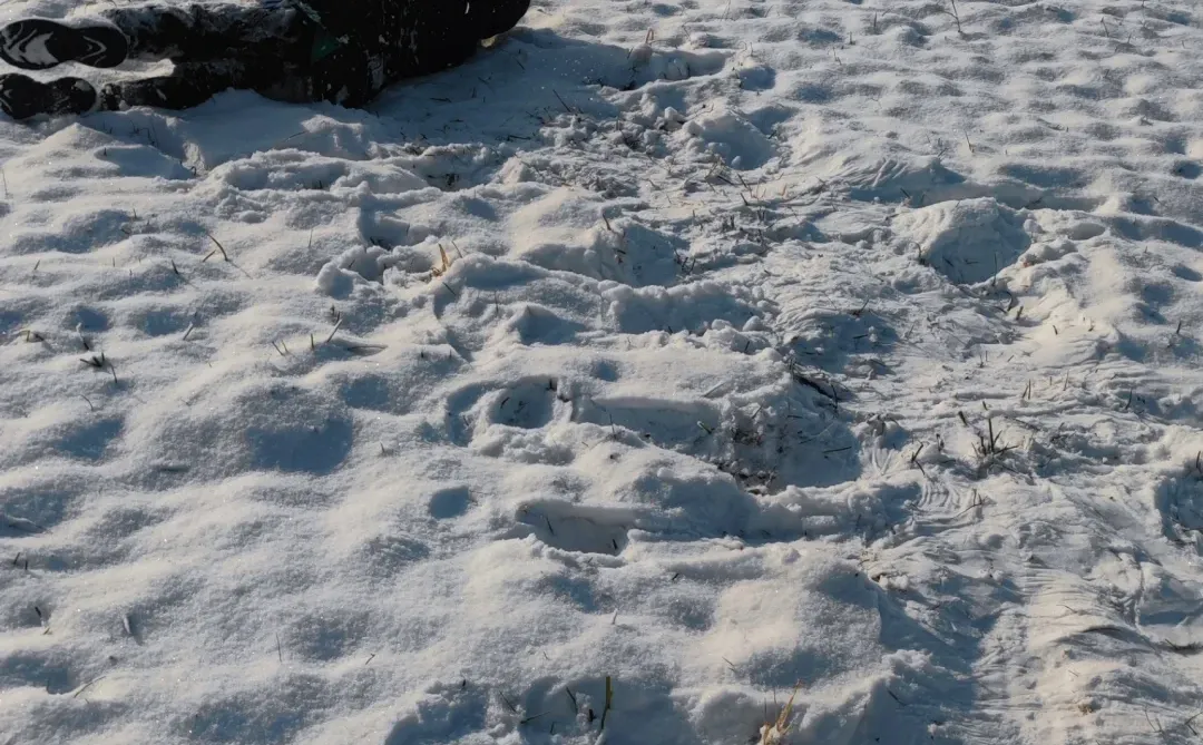 石家庄今年的第一场雪