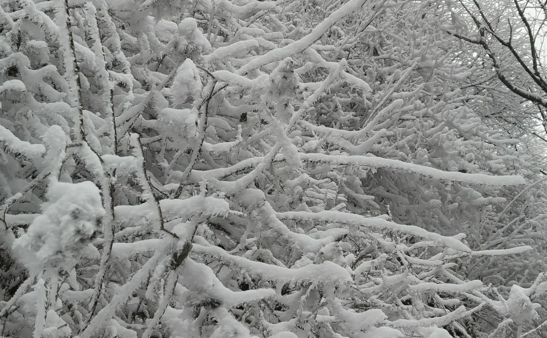 石家庄的雪如约而至