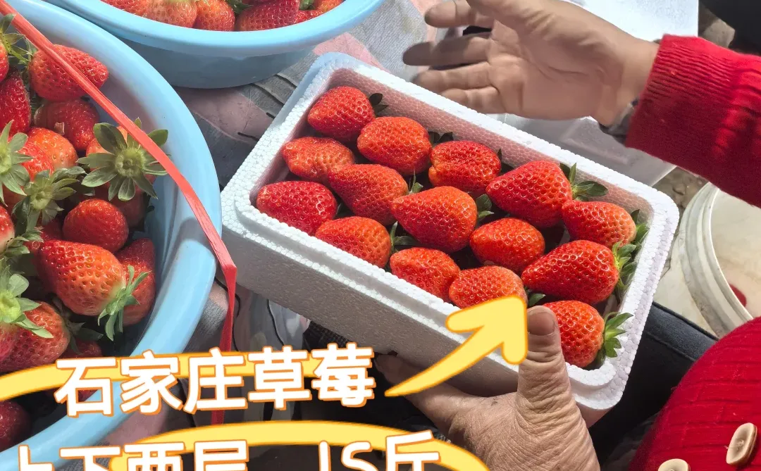 周日砸行！石家庄草莓25一箱，卷死同行！