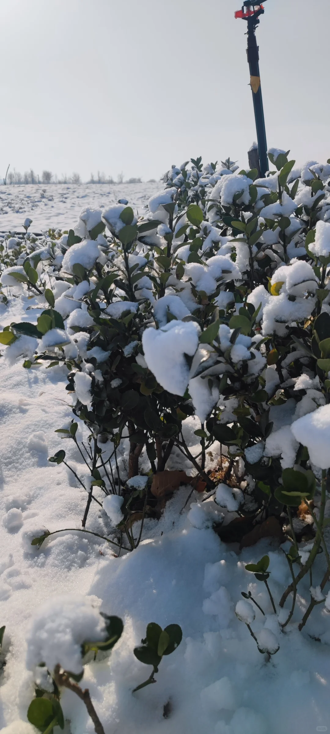 石家庄今年的第一场雪