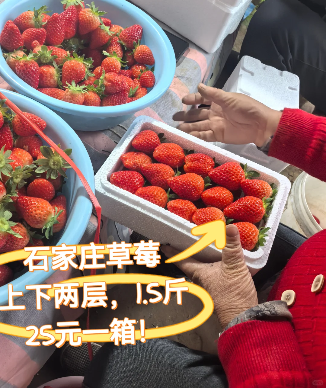 周日砸行！石家庄草莓25一箱，卷死同行！