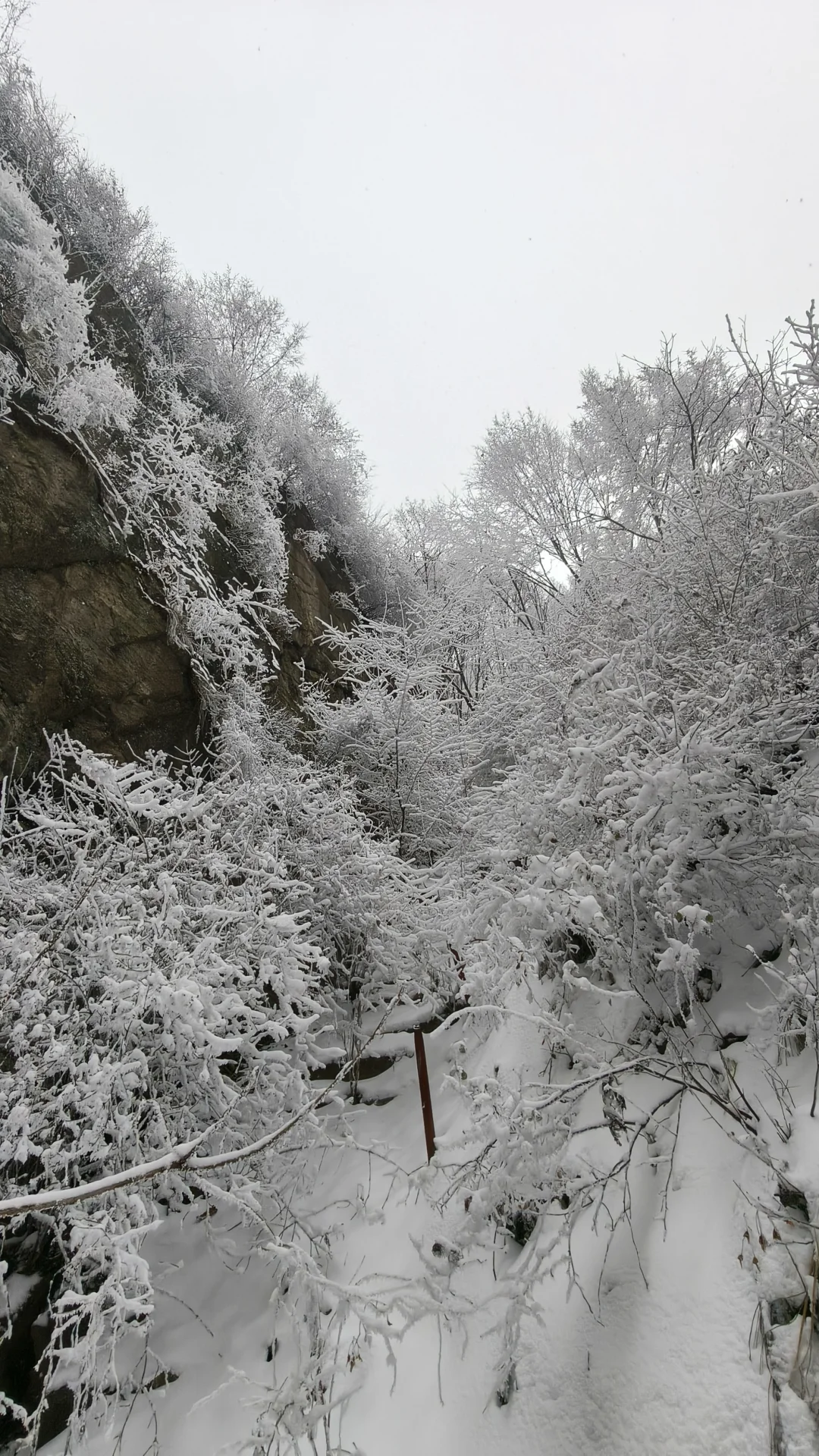 石家庄的雪如约而至