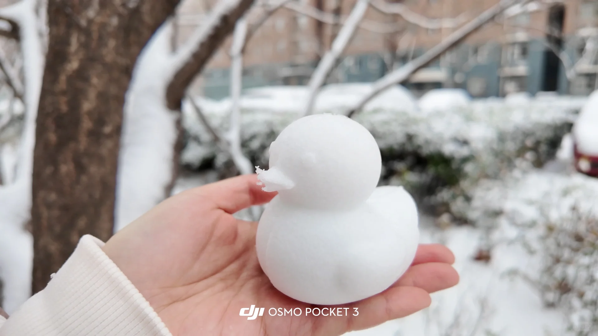 石家庄下雪啦 雪橇没白买