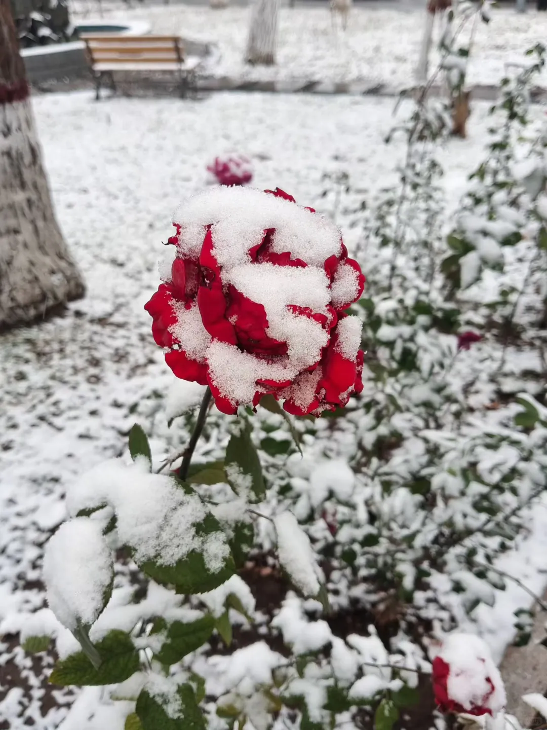 初雪那天的我们！