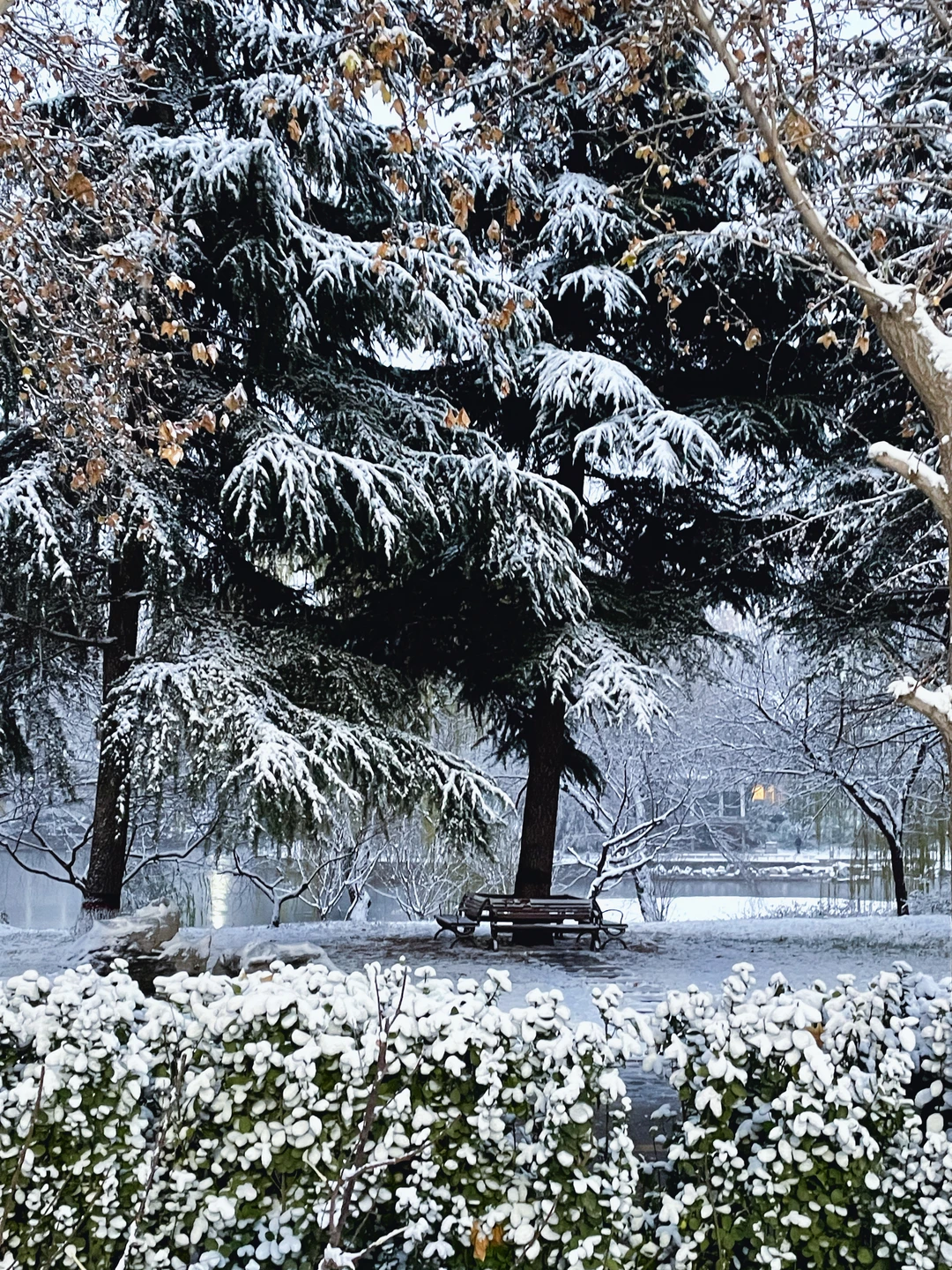 12.12实况 ｜石家庄下雪了