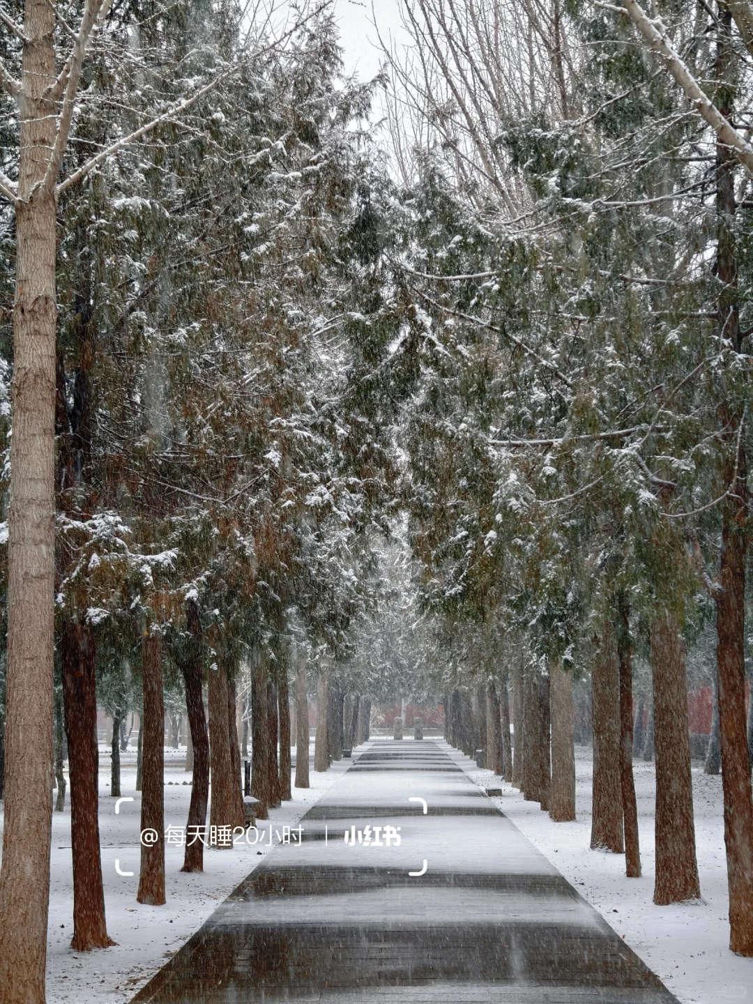 石家庄下雪啦❄️