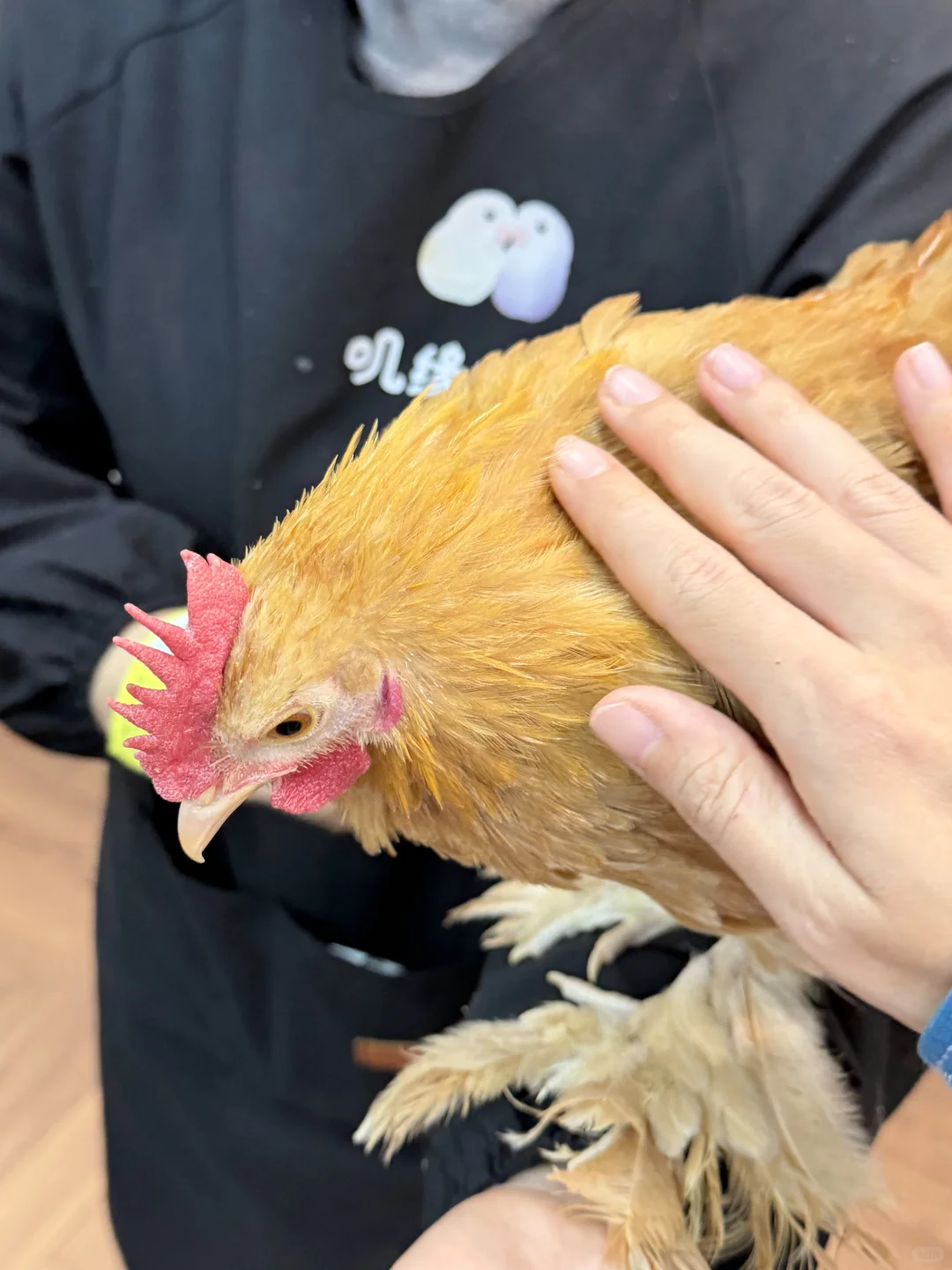 终于找到石家庄可以撸鸟的地方啦！