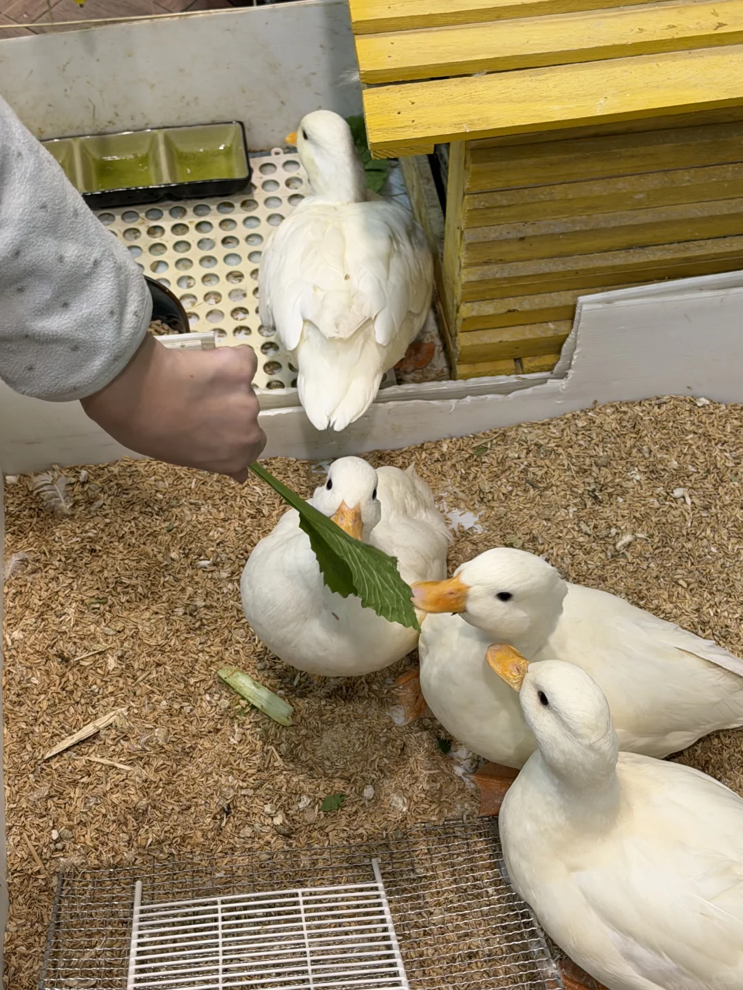 终于找到石家庄可以撸鸟的地方啦！