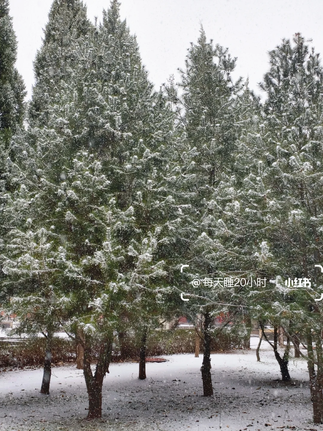 石家庄下雪啦❄️