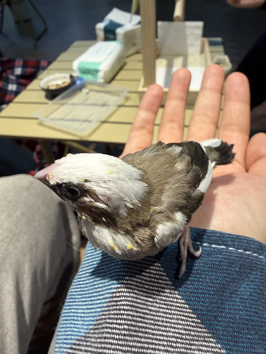 终于找到石家庄可以撸鸟的地方啦！