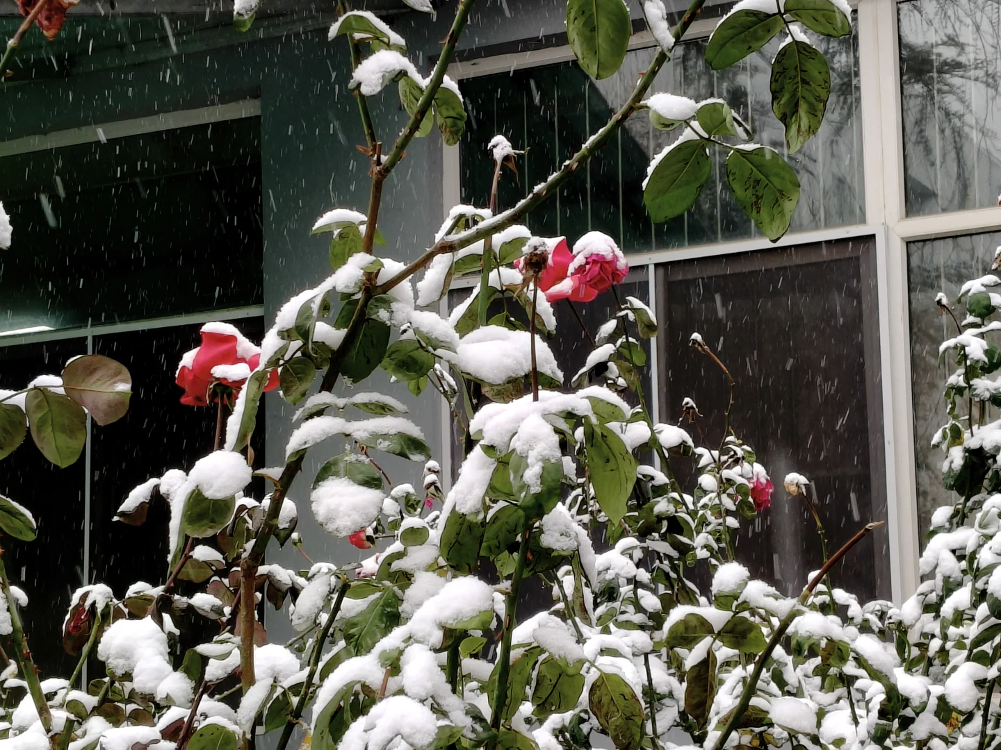 初雪那天的我们！