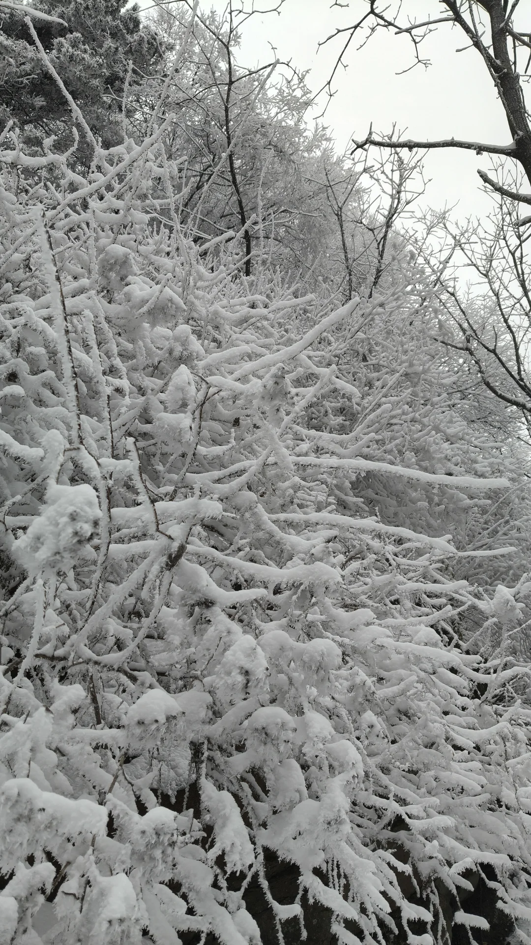 石家庄的雪如约而至