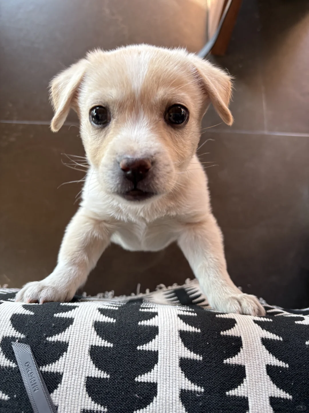 在石家庄 有猫有狗的民宿🐶🐱