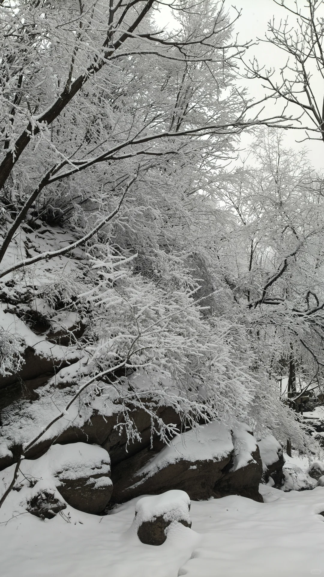 石家庄的雪如约而至