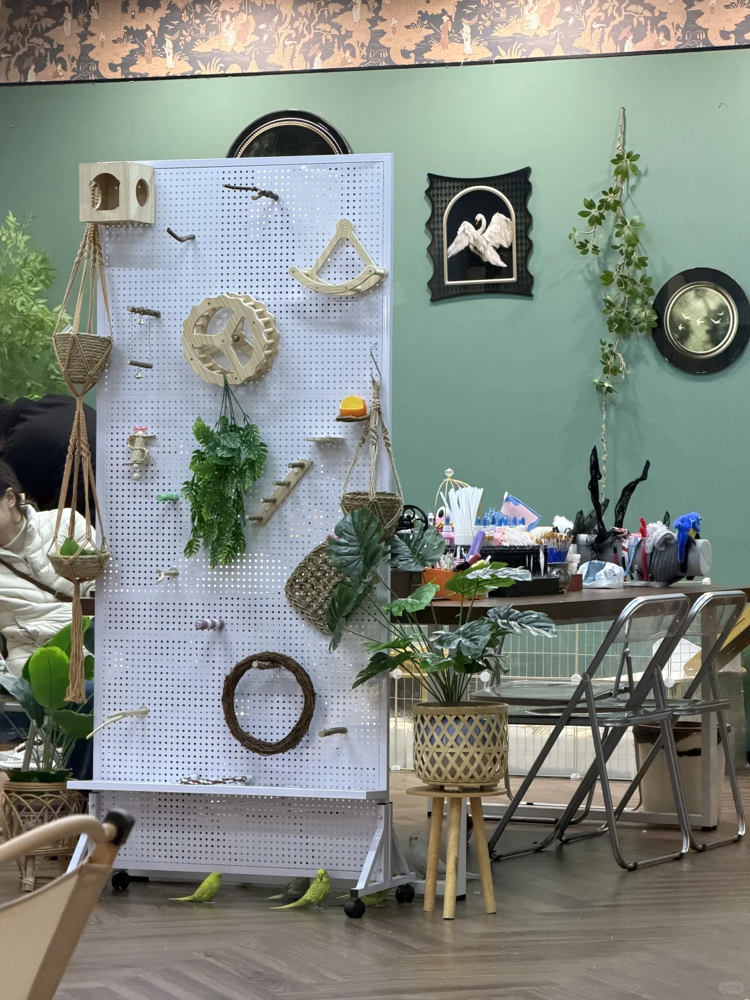 终于找到石家庄可以撸鸟的地方啦！