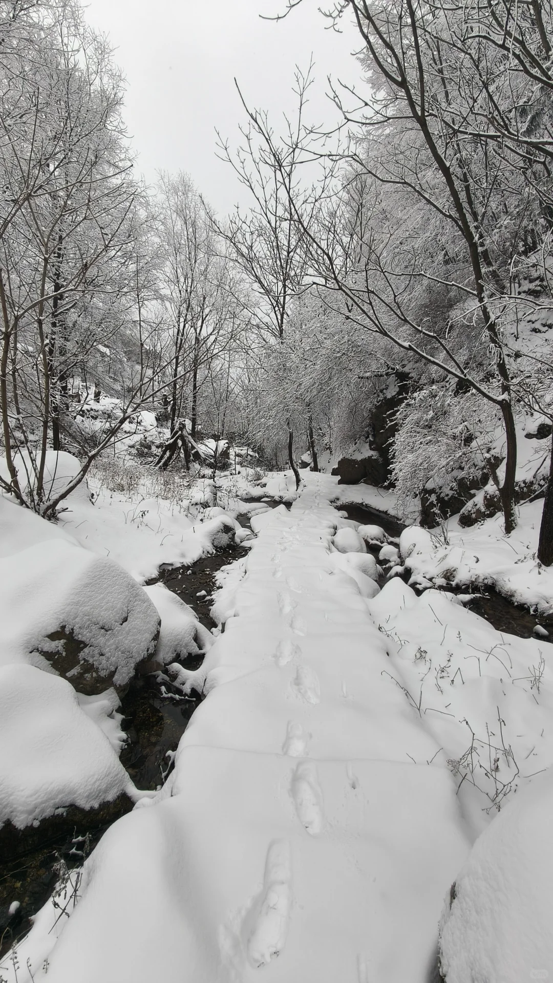 石家庄的雪如约而至