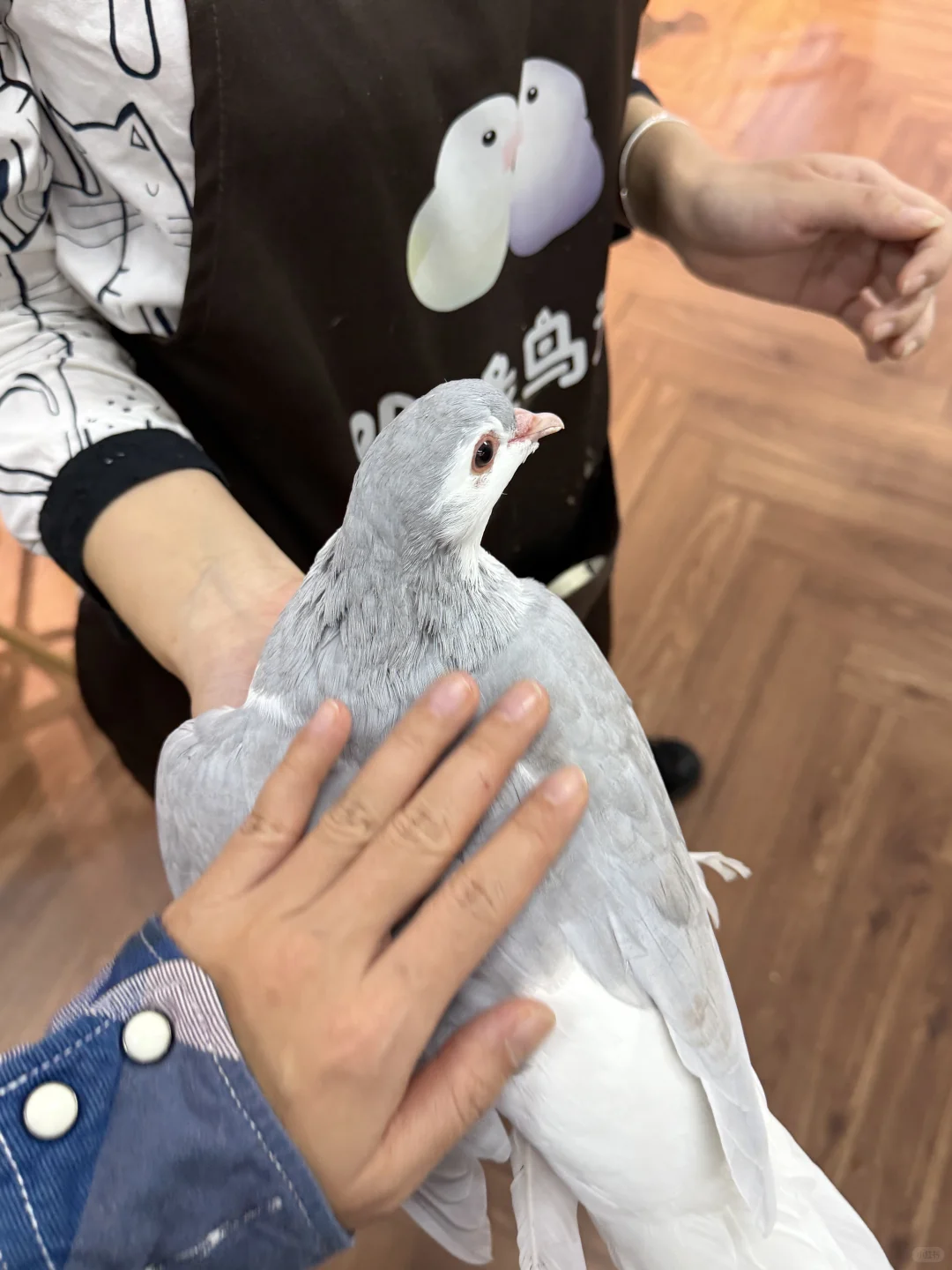 终于找到石家庄可以撸鸟的地方啦！