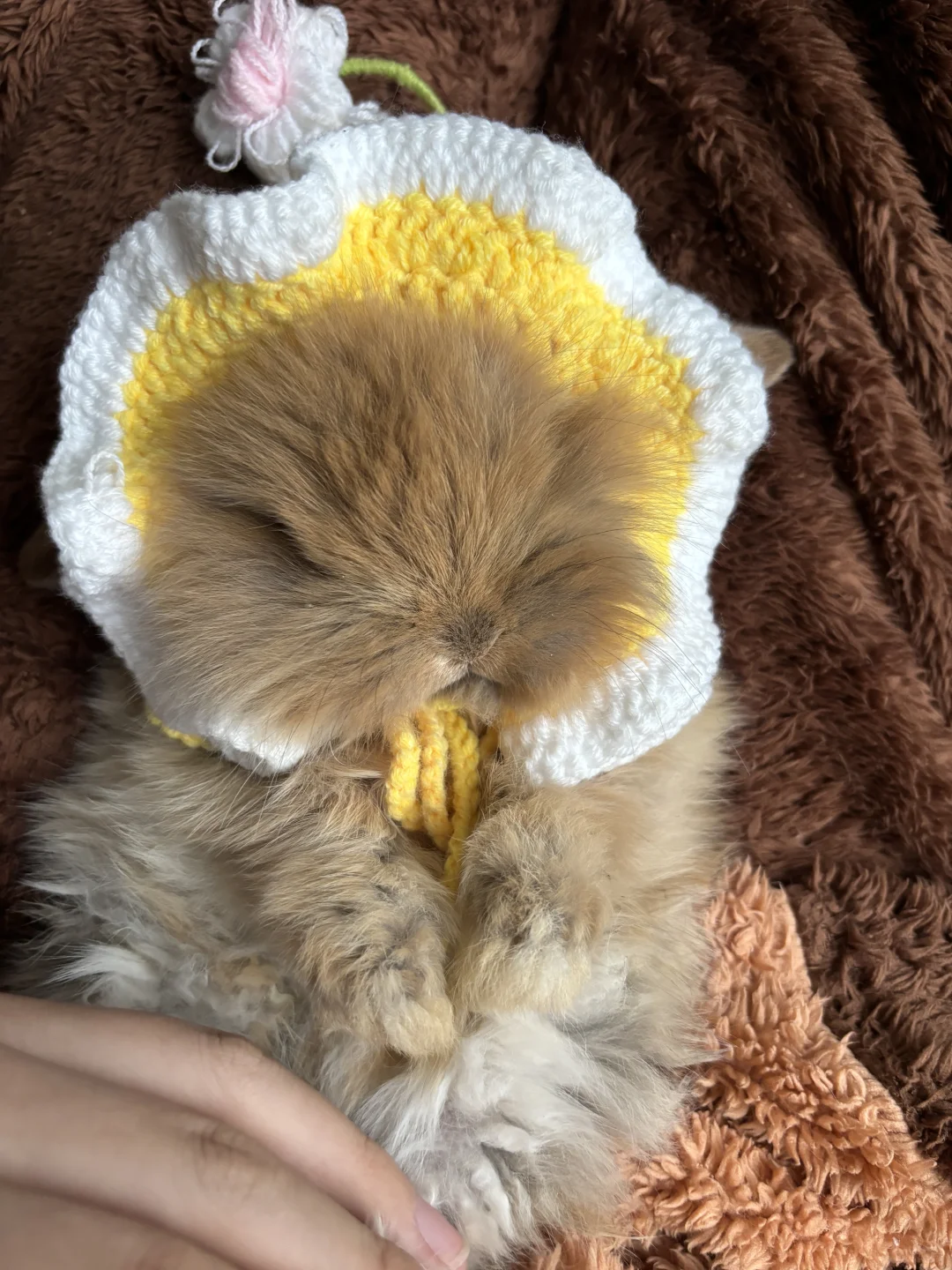 血统玳瑁垂耳1张，石家庄自提