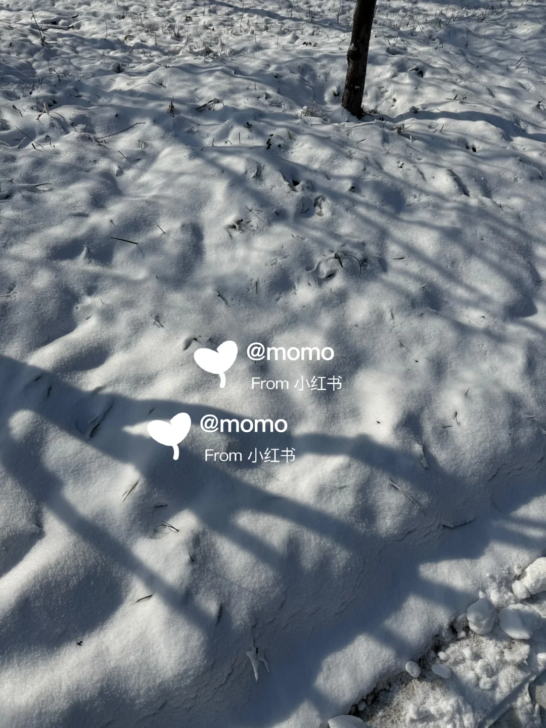 来找雪～