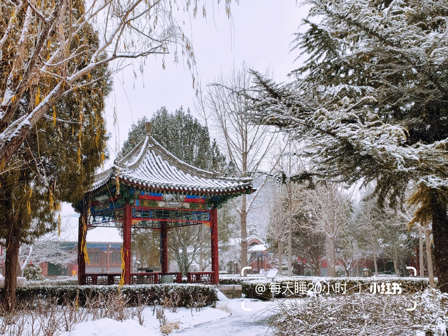 石家庄下雪啦❄️