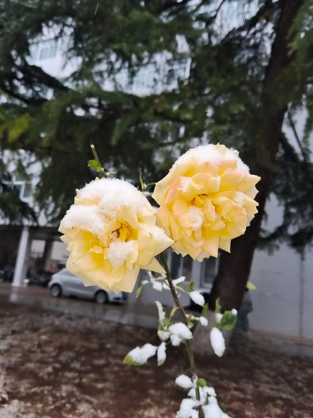 初雪那天的我们！