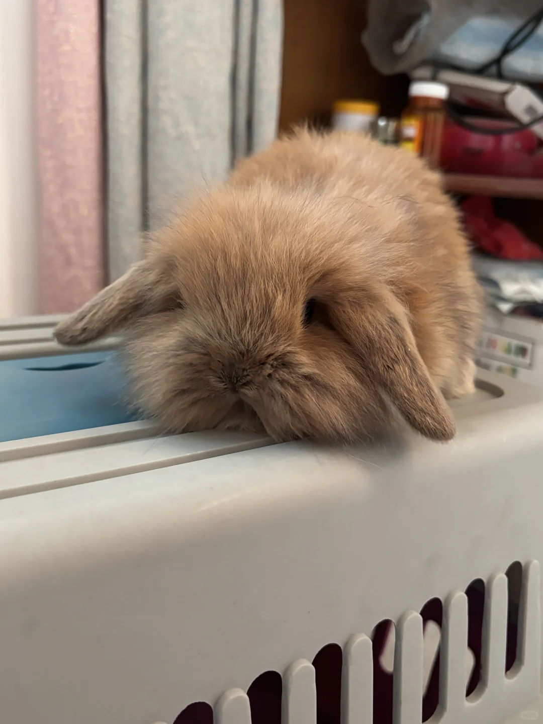 血统玳瑁垂耳1张，石家庄自提