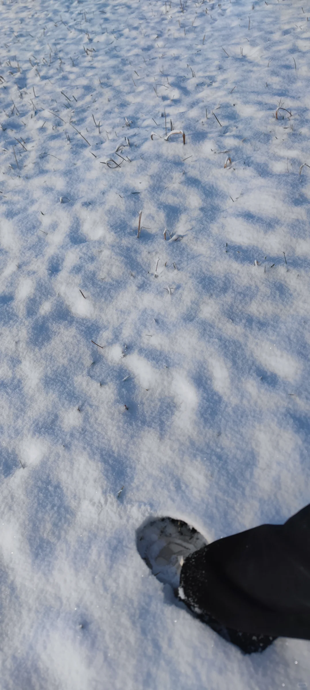 石家庄今年的第一场雪