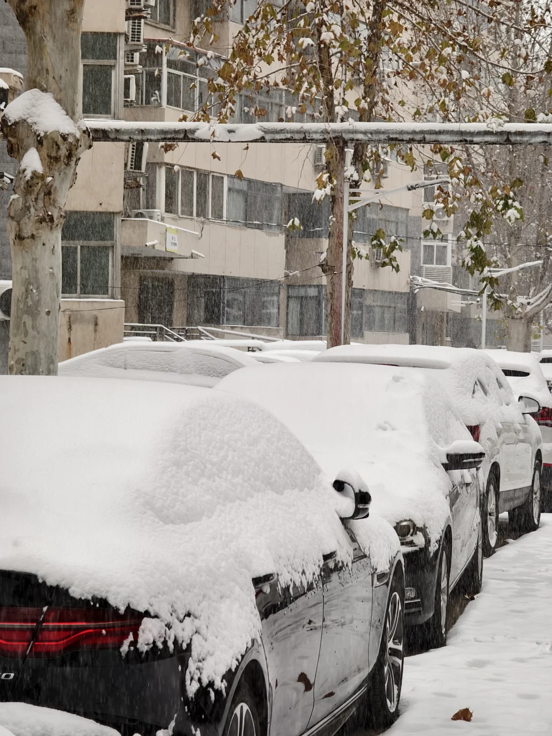 想看看大家拍到石家庄的雪景
