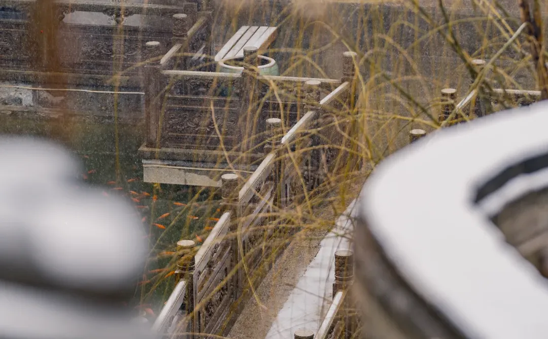 石家庄2025年的第一场大雪 该出去转转