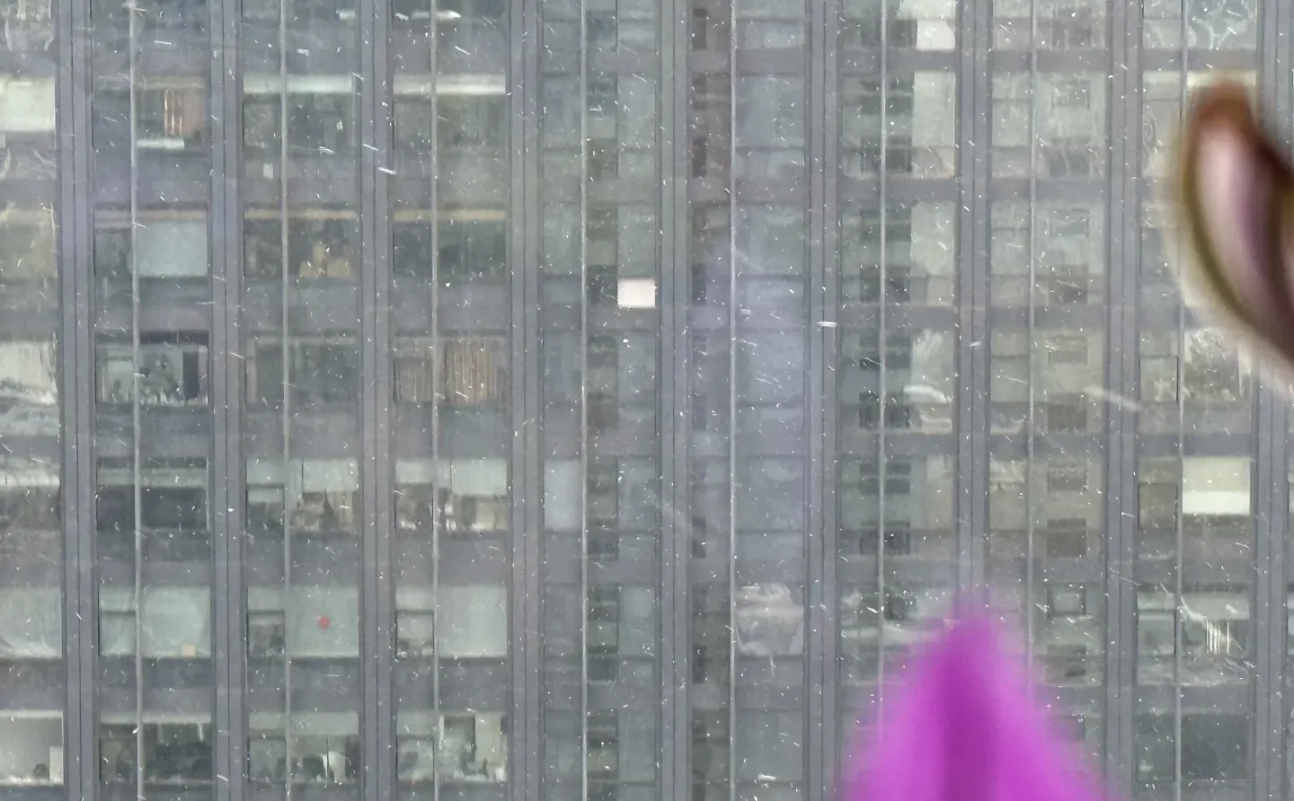 石家庄！下雪了！下大啦