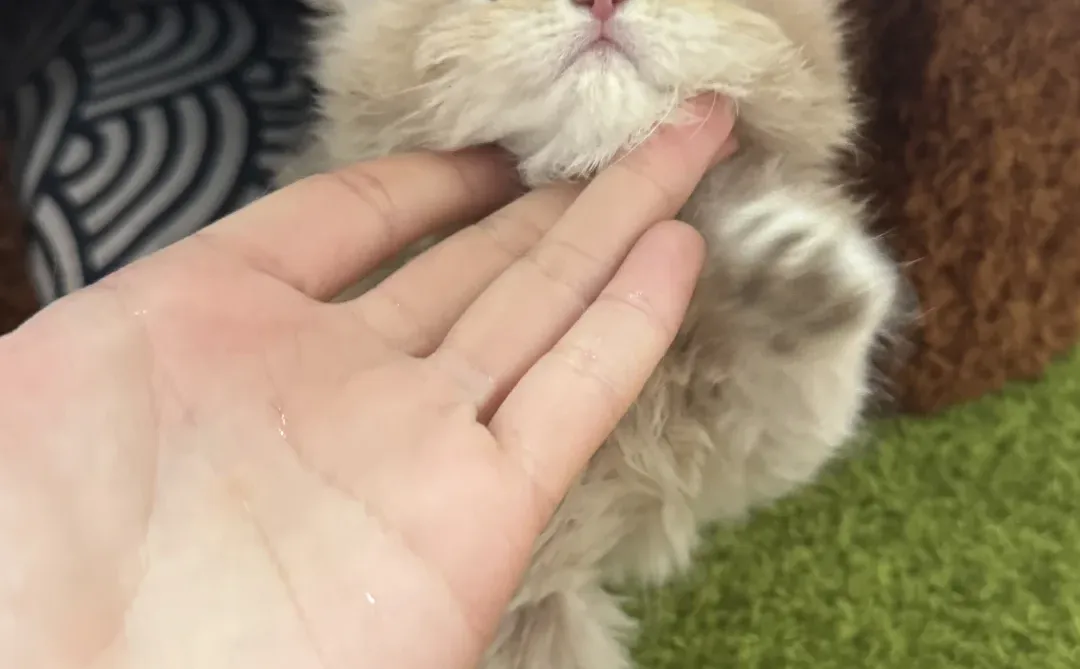 邯郸紫金找主人