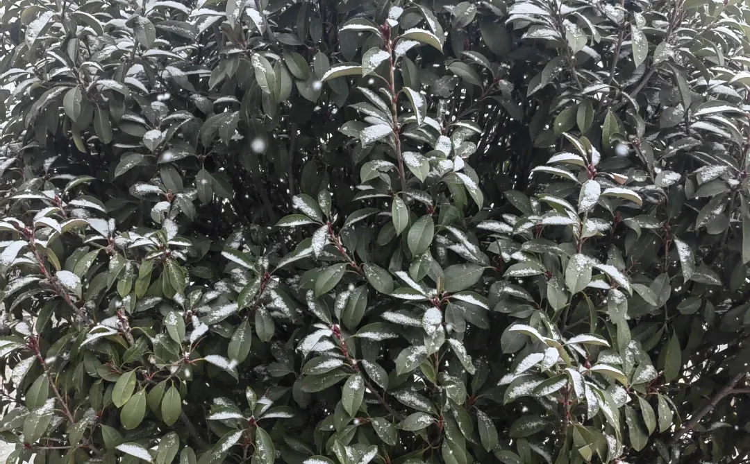 邯郸的第一场雪，你们那里下雪了吗