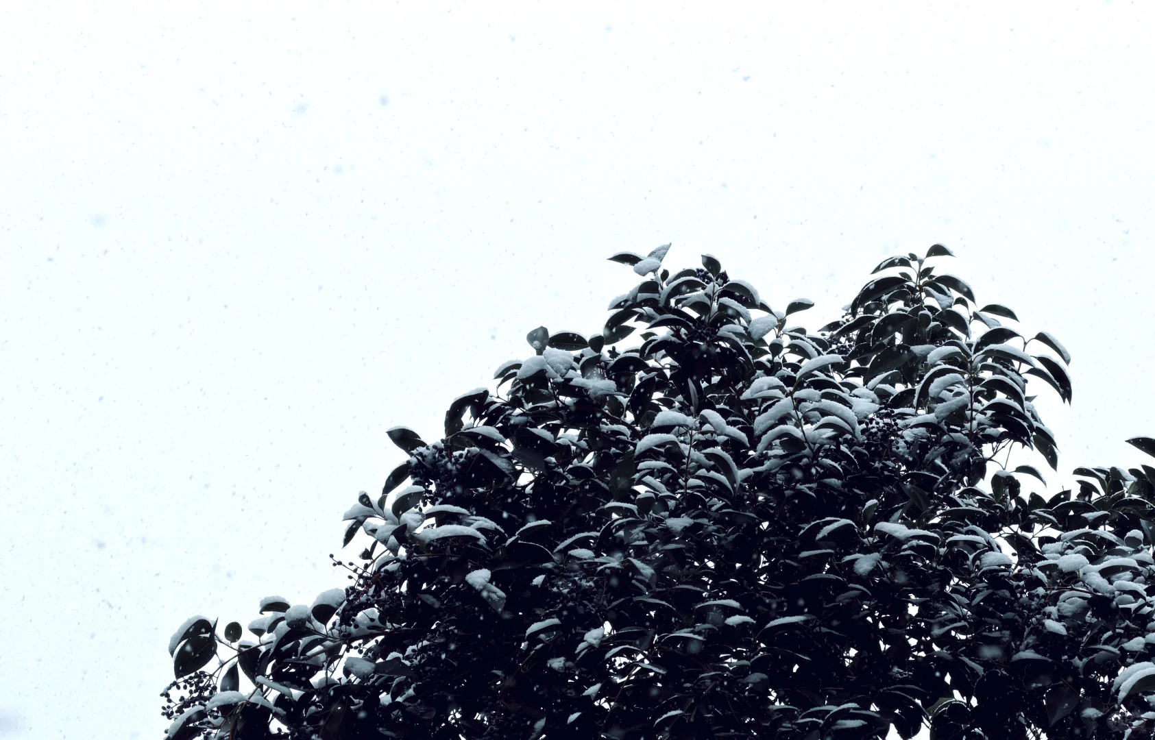 年年落雪❄️雪落年年