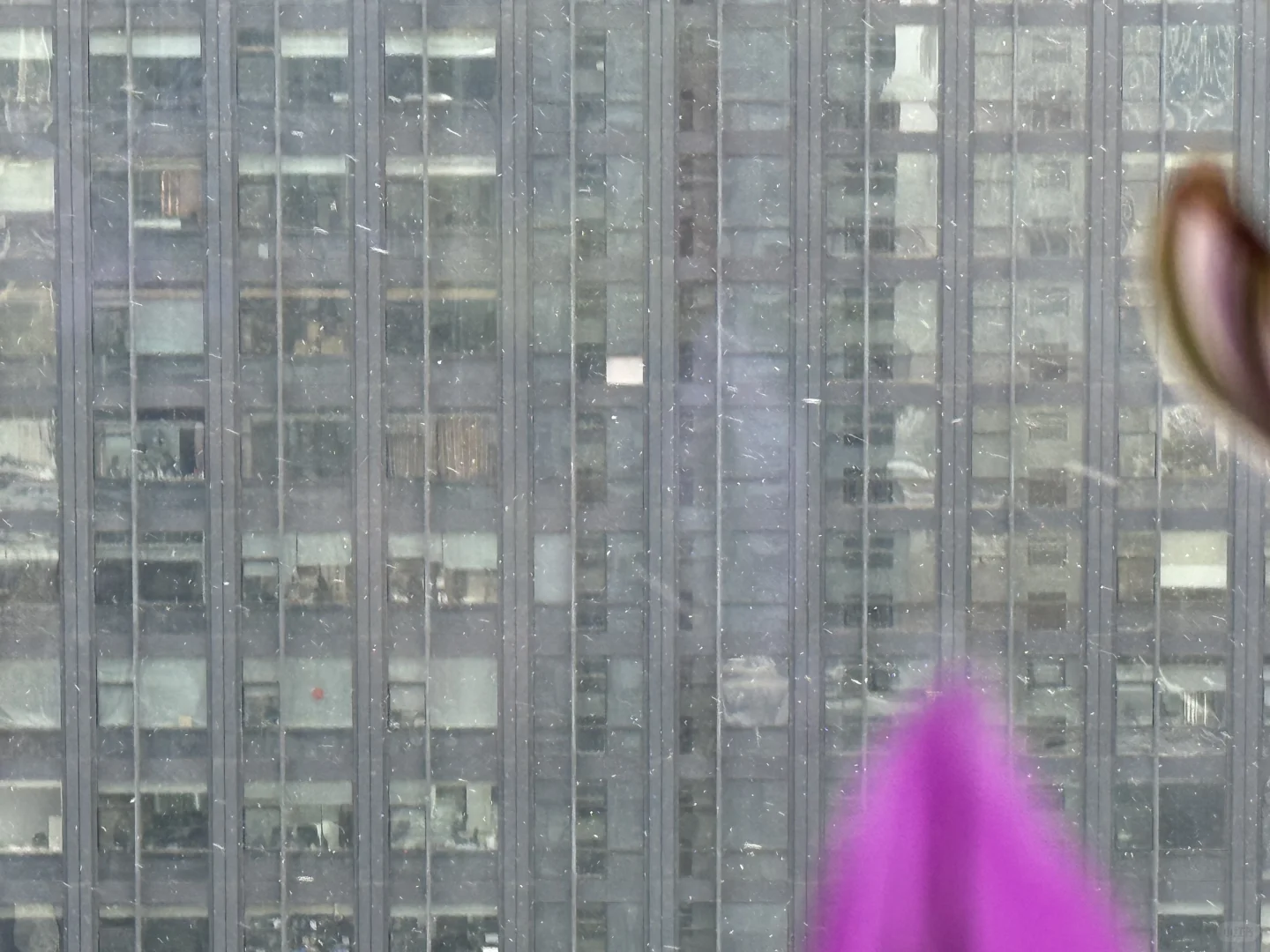 石家庄！下雪了！下大啦