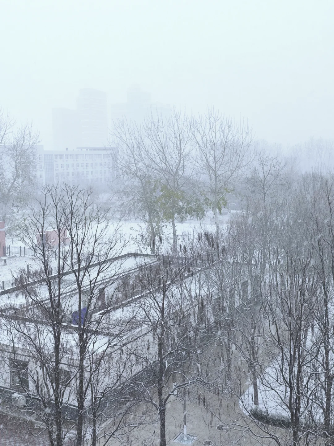 石家庄！！！下雪了❄️