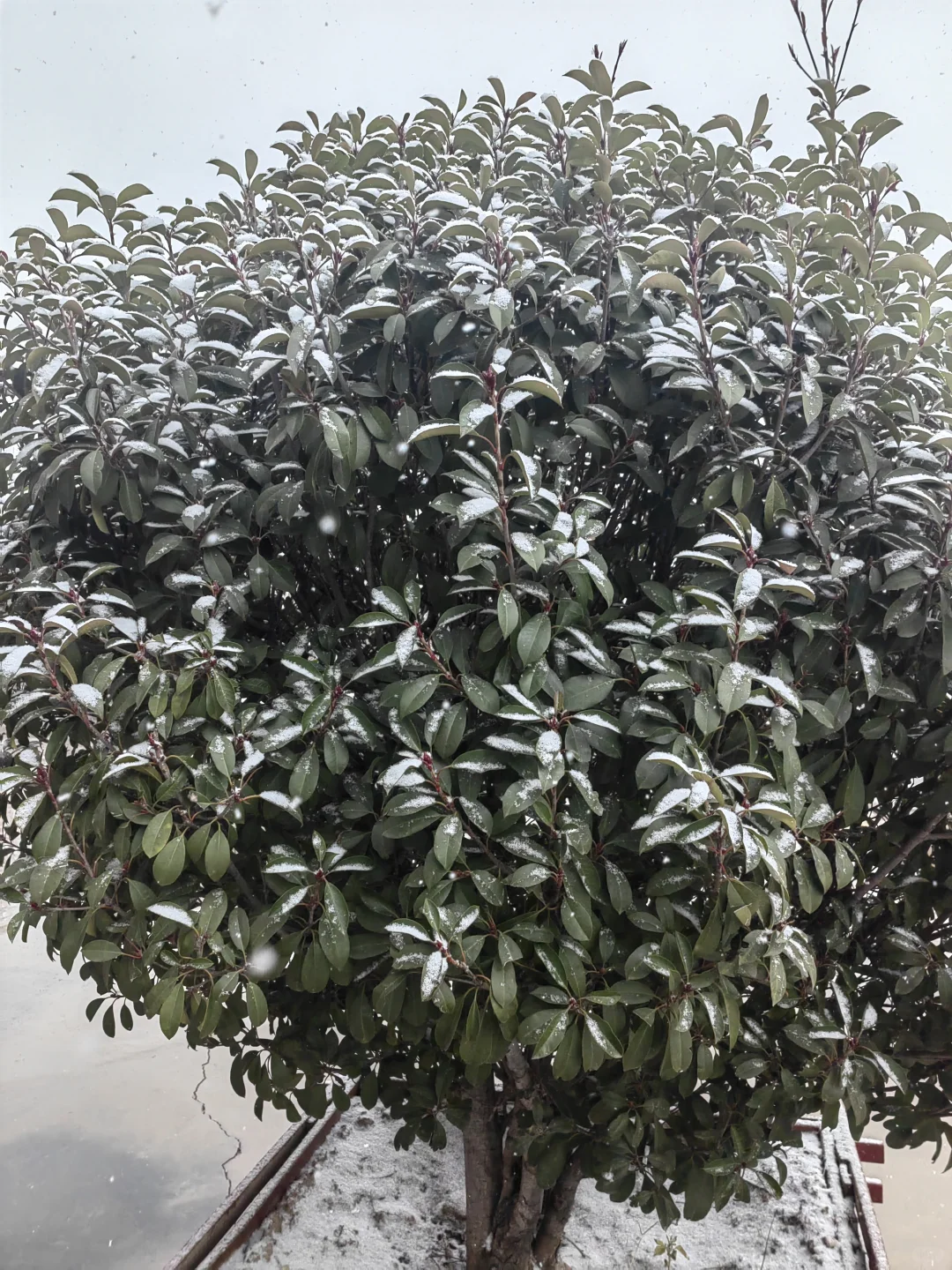 邯郸的第一场雪，你们那里下雪了吗