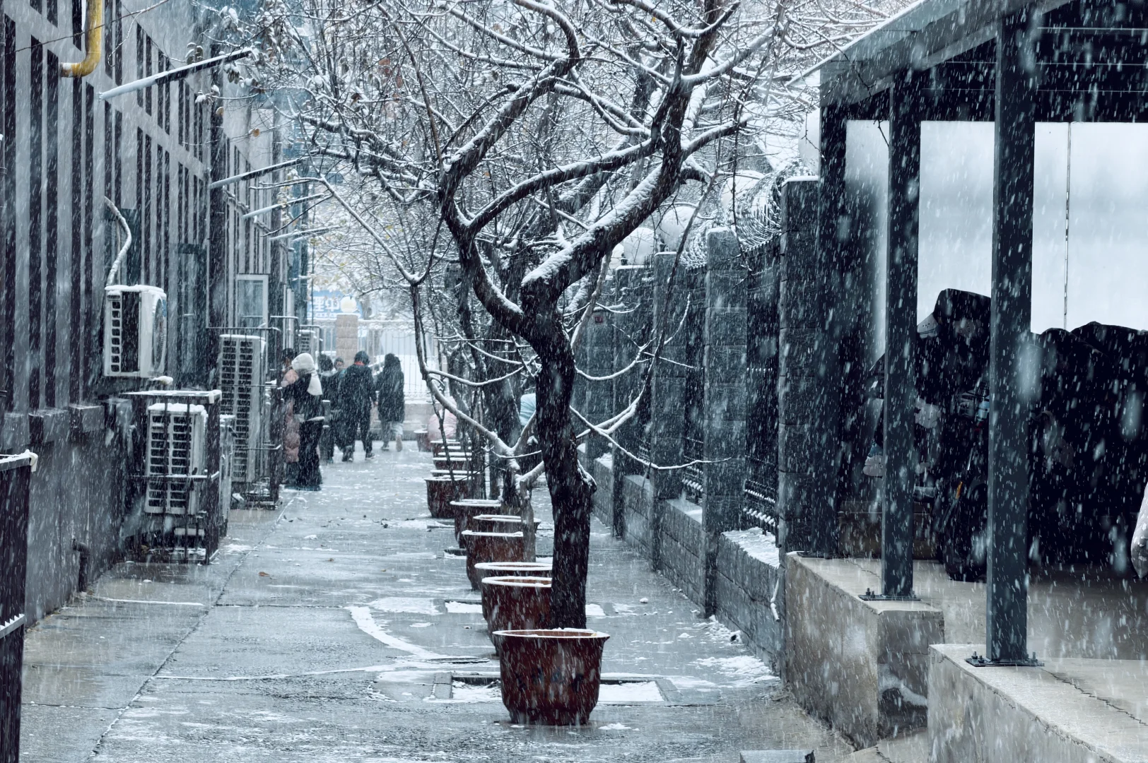 年年落雪❄️雪落年年