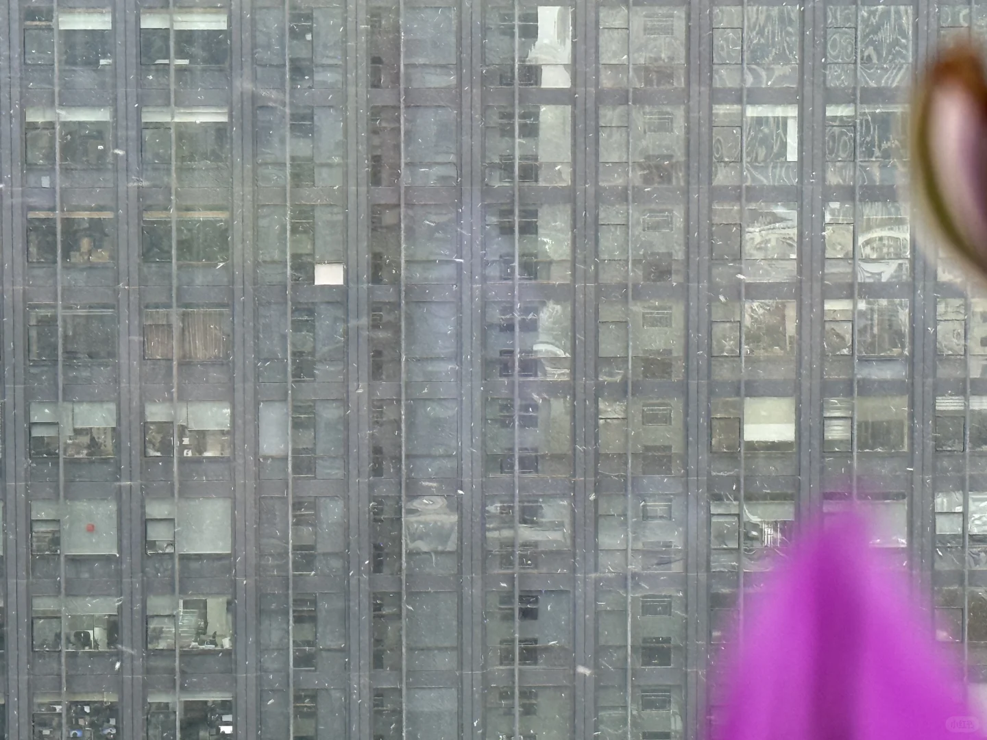 石家庄！下雪了！下大啦