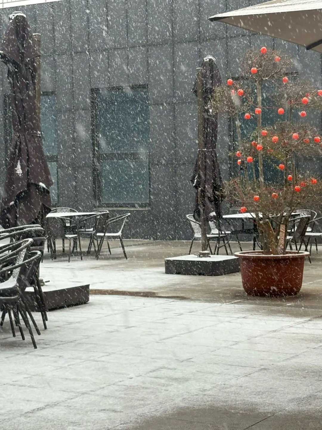 石家庄下雪了❄️
